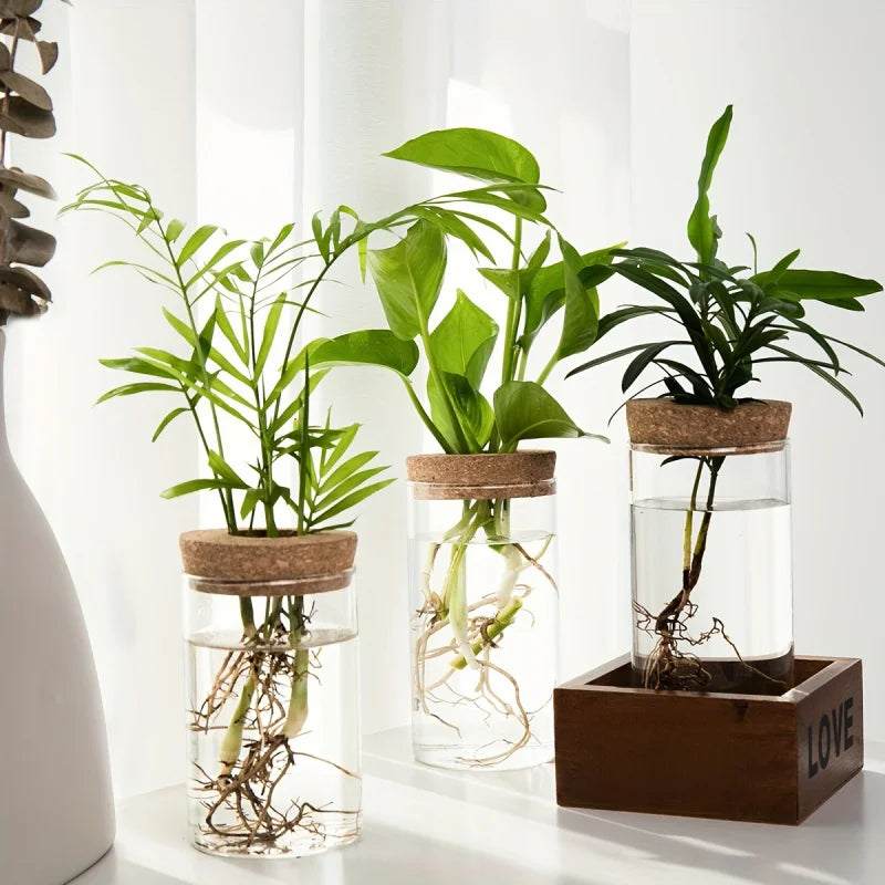 Hydroponic Glass Vase