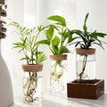 Hydroponic Glass Vase