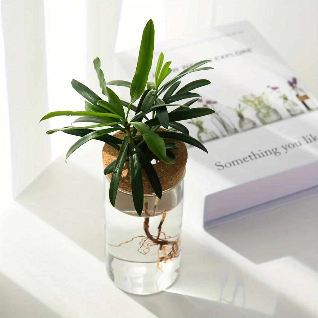 Hydroponic Glass Vase