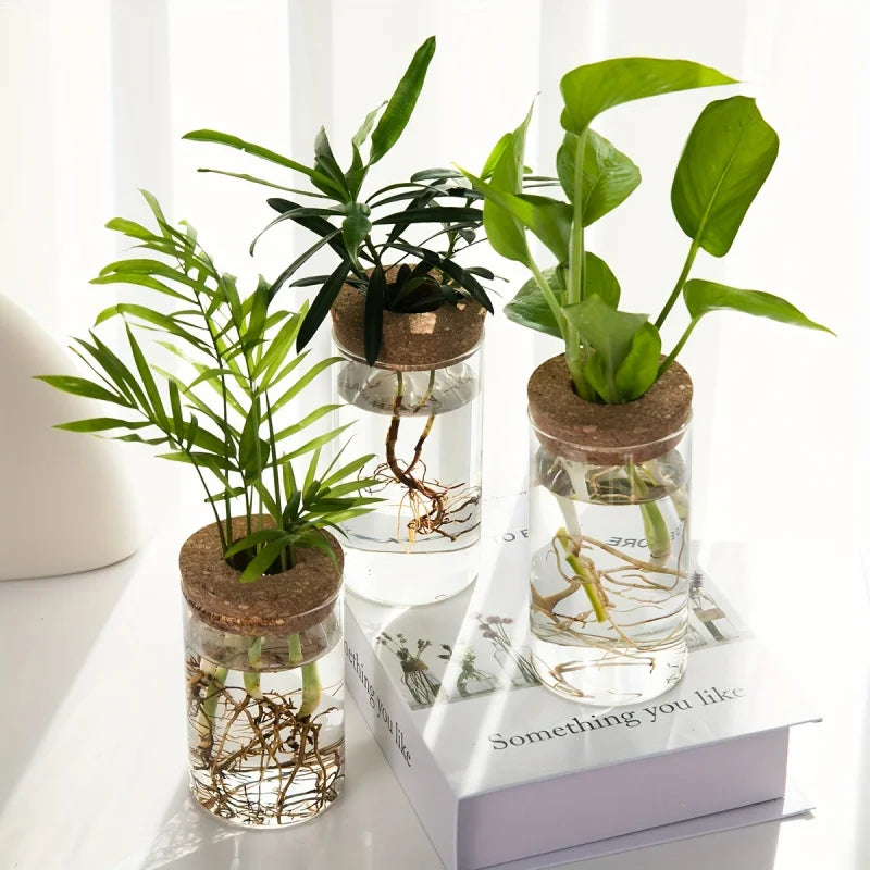 Hydroponic Glass Vase