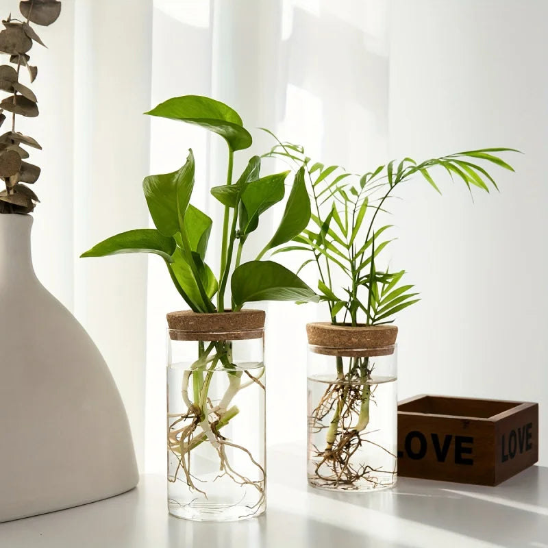 Hydroponic Glass Vase