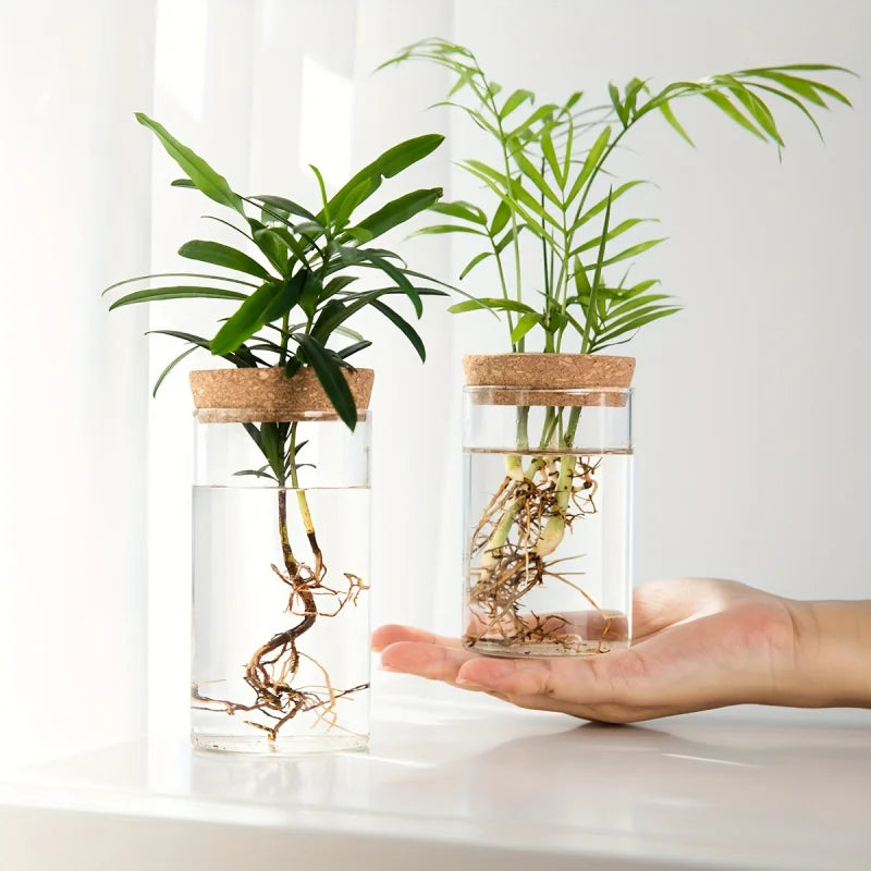Hydroponic Glass Vase